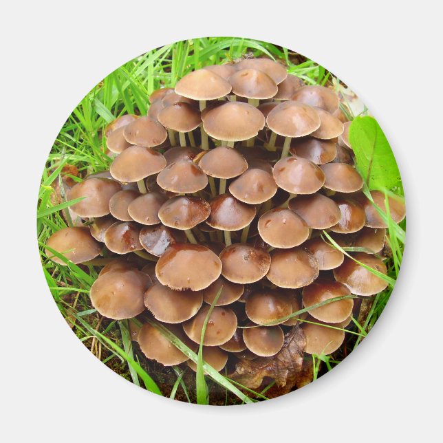 Mycena inclinata Mushroom Magnet (Vorne)