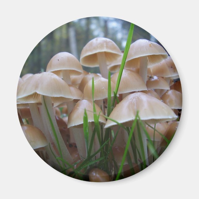 Mycena inclinata Mushroom Magnet (Vorne)