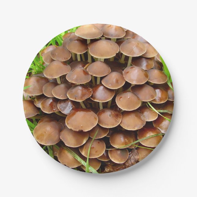 Mycena inclinata Mushroom Paper Teller (Vorderseite)