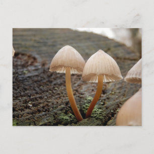 Mycena inclinica Mushroom Postcard Postkarte