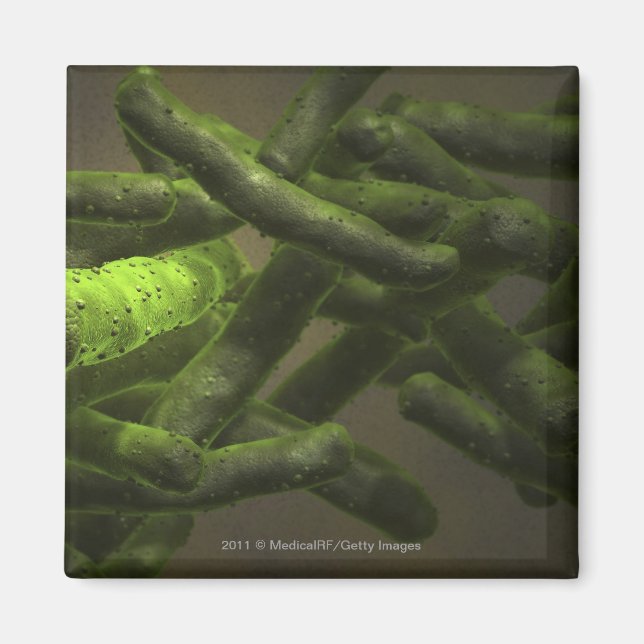 Mycobacterium tuberculosis cells magnet (Vorne)