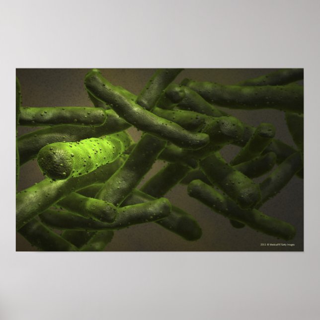 Mycobacterium tuberculosis cells poster (Vorne)