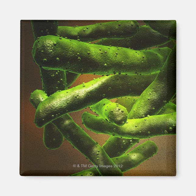Mycobacterium Tuberkulose Magnet (Vorne)