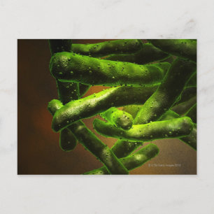 Mycobacterium Tuberkulose Postkarte