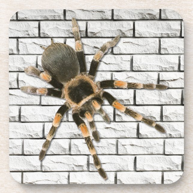 Mygale Spinne (Brachypelma smithi). Getränkeuntersetzer (Vorderseite)