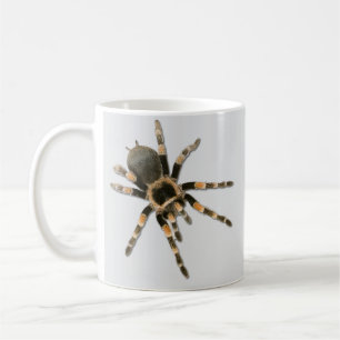 Mygale Spinne (Brachypelma smithi) Kaffeetasse