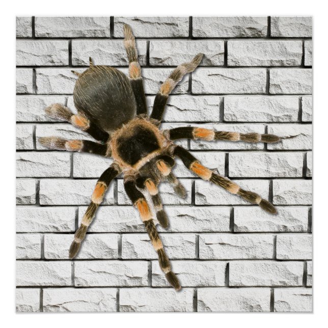 Mygale Spinne (Brachypelma smithi). Poster (Vorderseite)