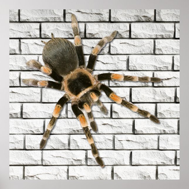 Mygale Spinne (Brachypelma smithi). Poster (Vorne)