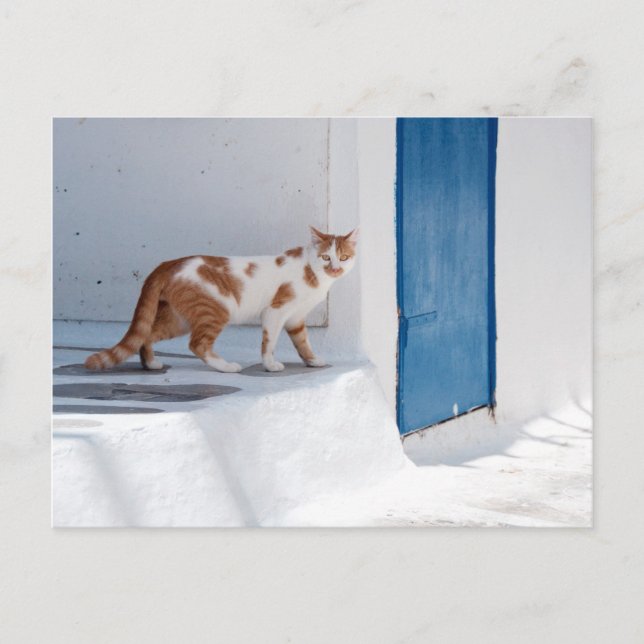 Mykonos cat - Postcard Postkarte (Vorderseite)