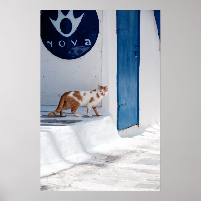 Mykonos cat - Poster (Vorne)
