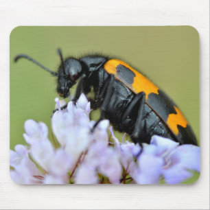 Mylabris-Käfer auf Blume Mousepad