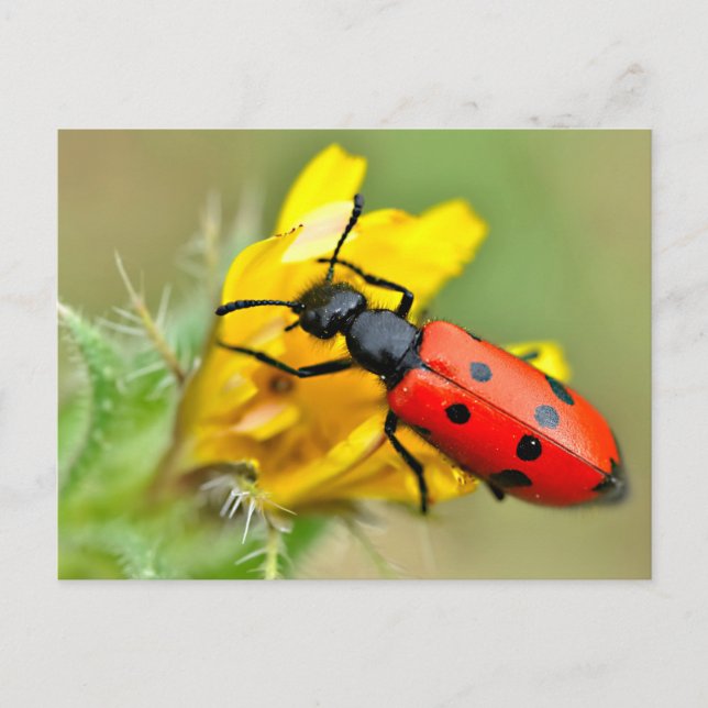 Mylabris-Käfer auf Blume Postkarte (Vorderseite)