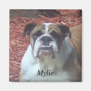Mylie englischer Bulldoggen-Quadrat-Magnet Magnet