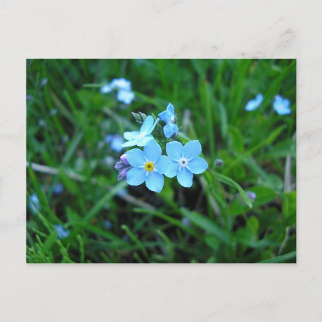 Myosotis (2) postkarte (Vorderseite)