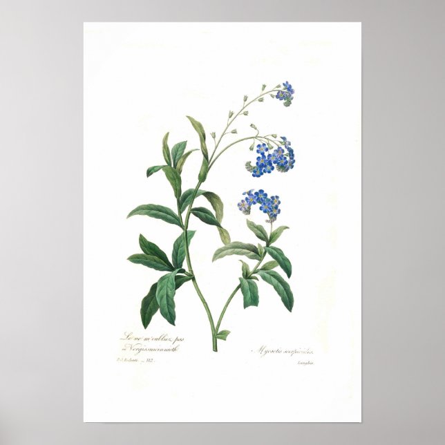 Myosotis scorpioides poster (Vorne)