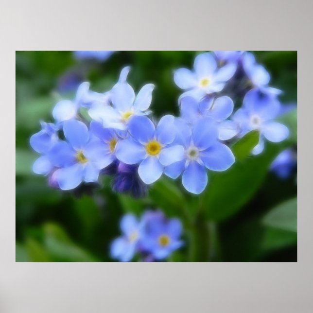 Myosotis sylvatica - Vergessen Sie Me Nots Poster (Vorne)