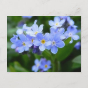 Myosotis sylvatica - Vergissmeinnichte Postkarte