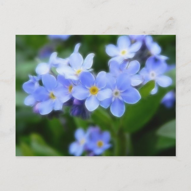 Myosotis sylvatica - Vergissmeinnichte Postkarte (Vorderseite)