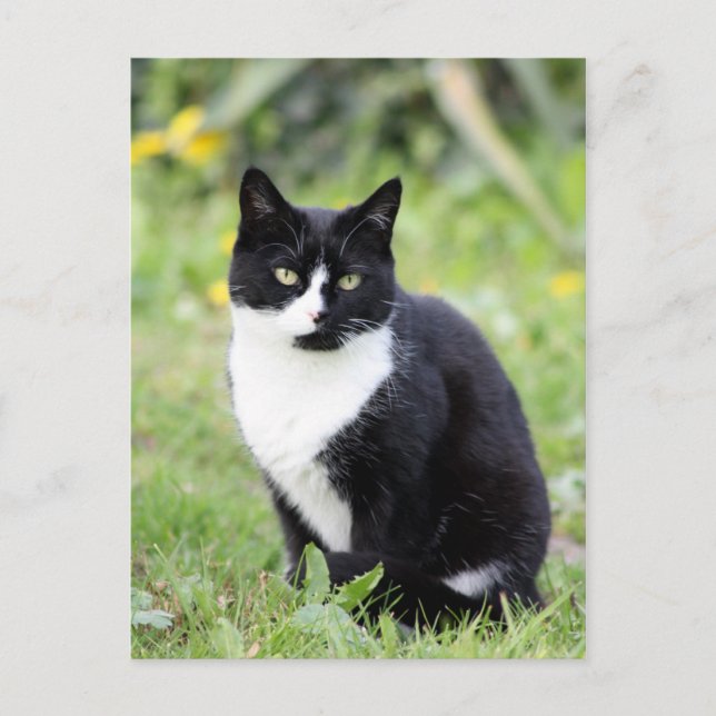 Myrdha die Katze Postkarte (Vorderseite)