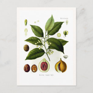 Myristica fragrans (Muskatnuss) Postkarte