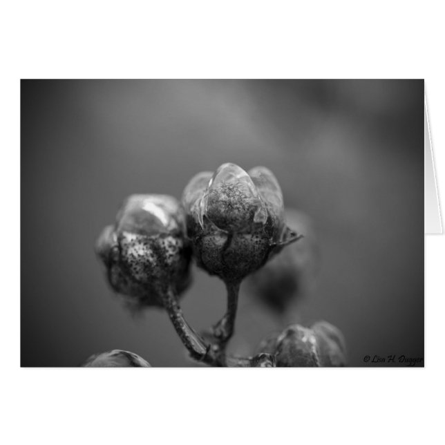 Myrtle Card (Vorderseite (Horizontal))