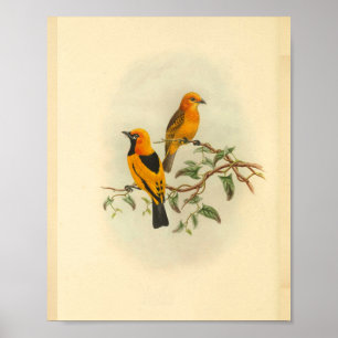 Mysore Gelbschnäpper Vogel Vintage-Druck Poster