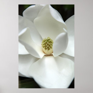 Mysteriös Magnolia Poster