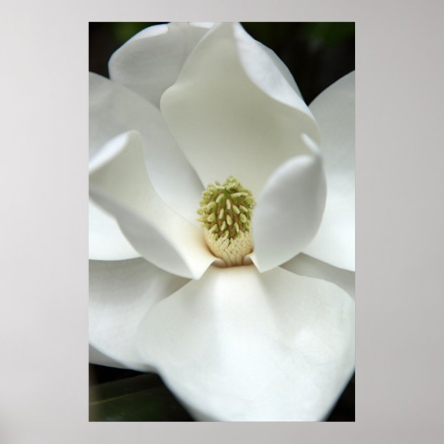 Mysteriös Magnolia Poster (Vorne)