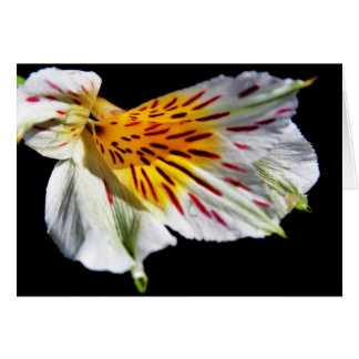 "mysteriöse Blume" von Larry Coressel