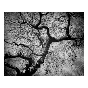 Mysteriöser Baum schwarz und weiß Poster