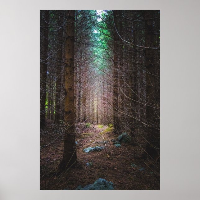 Mysteriöser Fichtenwald Poster (Vorne)