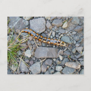 Mystery Critter Postcard Postkarte