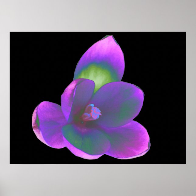 Mystic Beauty Crocus Blume Print Poster (Vorne)