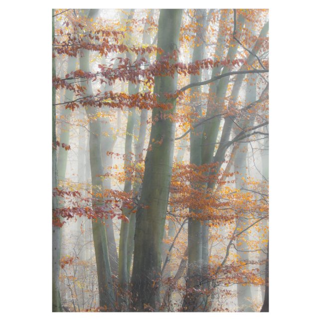 Mystic Foggy Forest im Herbst Tischdecke (Vorderseite)