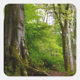 Mystic Forset Quadratischer Aufkleber