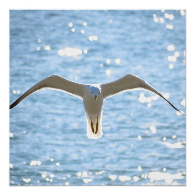 Mystic Seagull Poster (Vorderseite)