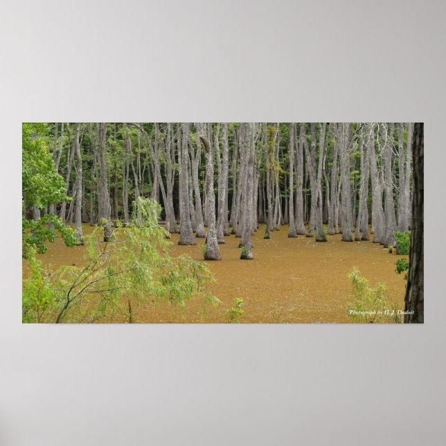 Mystic Swamp Poster (Vorne)