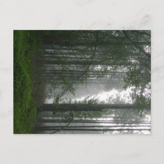 Mystic Woods Postkarte