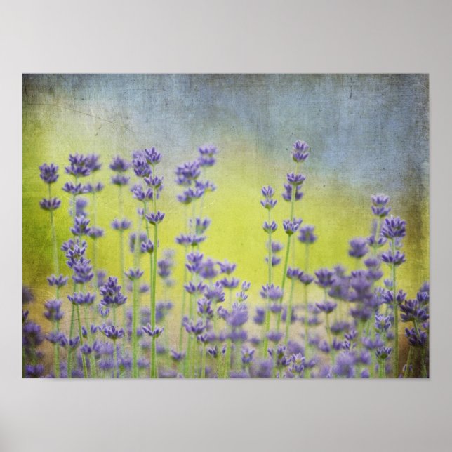 Mystical Lavender Poster (Vorne)