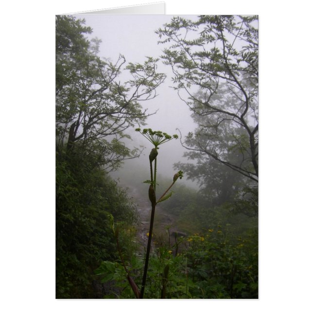 Mystical Morning (Vorne)