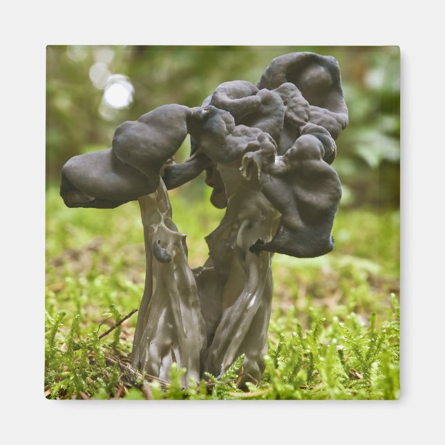 Mystical Mushrooms Magnet (Vorne)