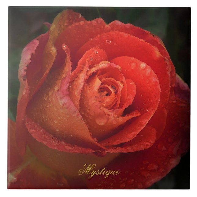 Mystique Dark Botanical Red Orange Rose Fliese (Vorderseite)