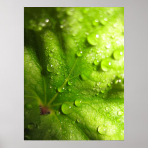 Mystische Blätter (2) Poster