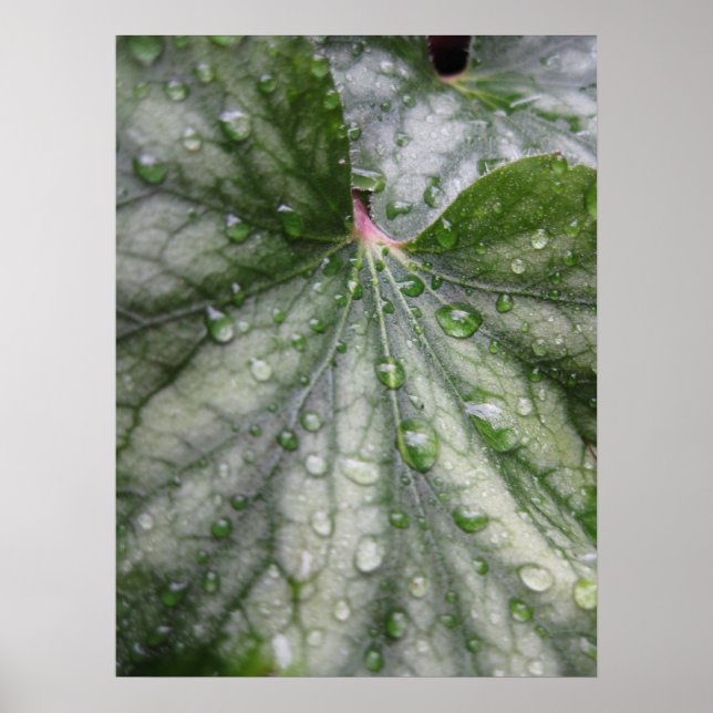 Mystische Blätter (3) Poster (Vorne)