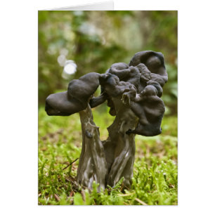 Mystische Pilze