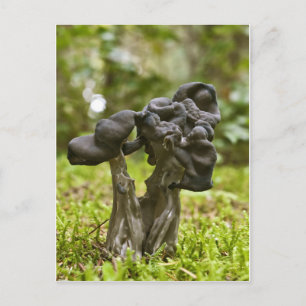 Mystische Pilze Postkarte