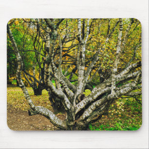 Mystischer, knorriger karelischer Birkenbaum Mousepad