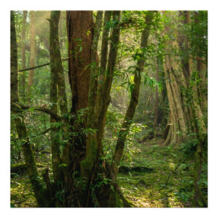 Mystischer Namal-Uyana-Wald - Uraltes Eisenholz  Fotodruck