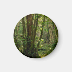 Mystischer Namal-Uyana-Wald - Uraltes Eisenholz Magnet