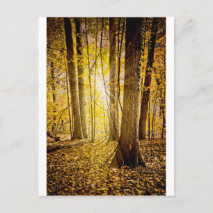 Mystischer Wald Postkarte